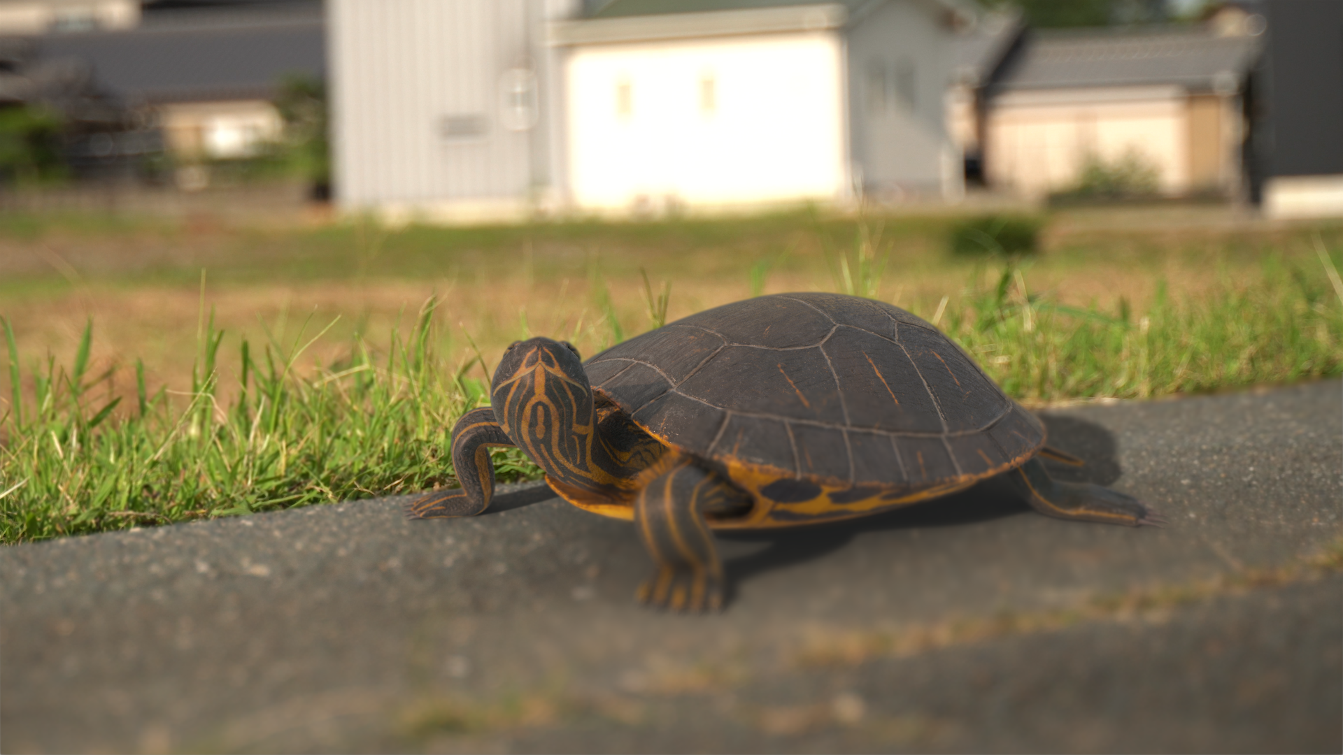 Turtle_01
